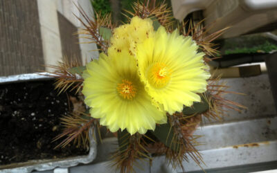 Astrophytum Ornatum, cactus estrella