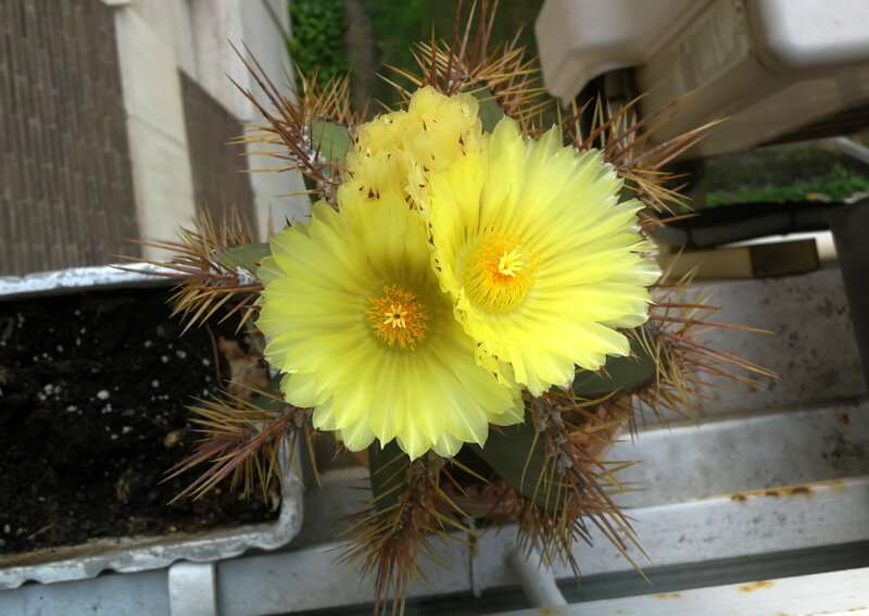 Astrophytum Ornatum, cactus estrella