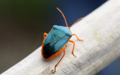 Turquoise Shield Bug, Edessa Rufomarginata