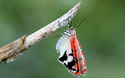 Tiger moth, Ornate Bella